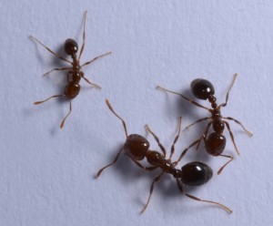 More on the Topic: Fire Ants to Hate - There Are Two Types of Fire Ants