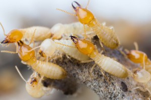 Got Termites? We Can Help Exterminate Them!
