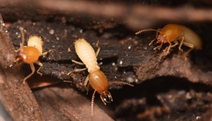 Don't Get Overwhelmed by Termite Colonies, Let Us Help!