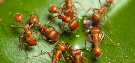 Understanding the Serious Problem of Fire Ants