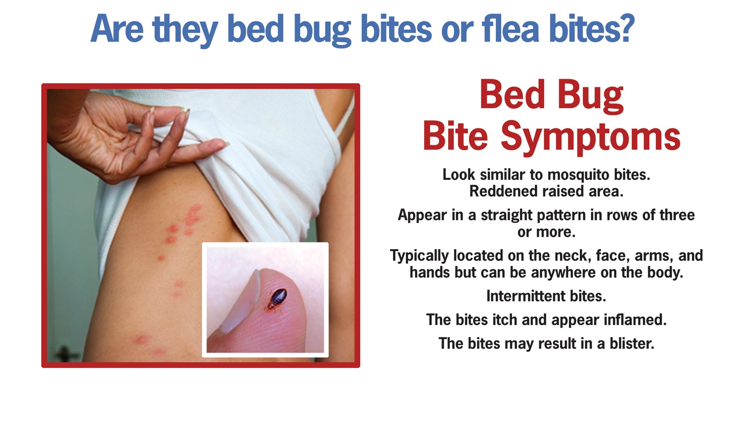 Island Pest Control Bed Bug Bite Symptoms Hilton Head Island