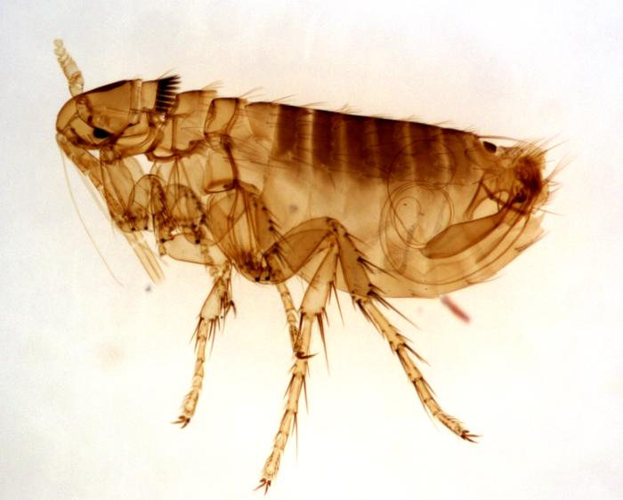 Island Pest Control How to Get Rid of Fleas