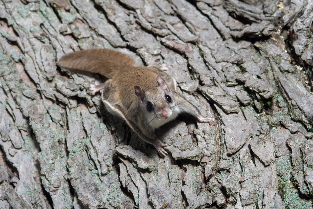 What South Carolina Homeowners Should Know About Flying Squirrels