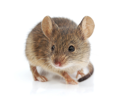 Seeing Just One Mouse in Your House Usually Means There Are Many More