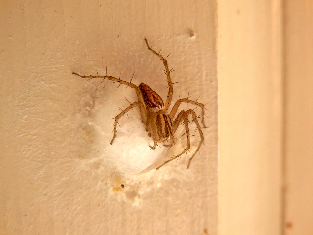 Spider with Egg Sac